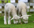 Δύο τρυφερά πρόβατα